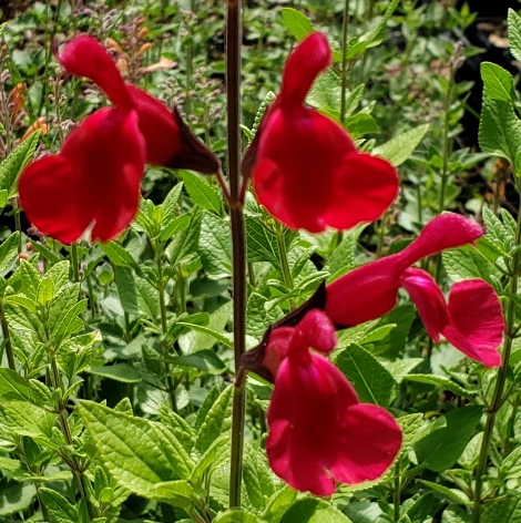 Windwalker® Royal Red Salvia, Salvia darcyi x S. microphylla 'PWIN03S'
